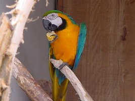Ara Arauna (Blauw-gele ara)