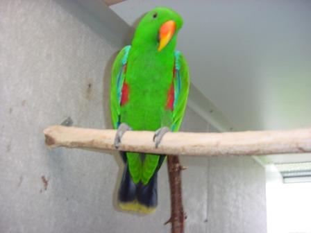 Eclectus Roratus Roratus (Edelpapegaai)