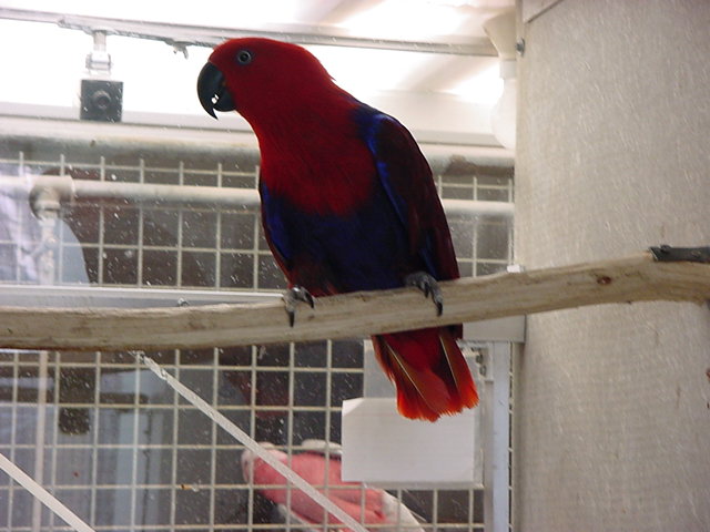 Eclectus Roratus Roratus (Edelpapegaai)