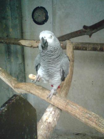 Psittacus Erithacus Erithacus (Grijze roodstaart)