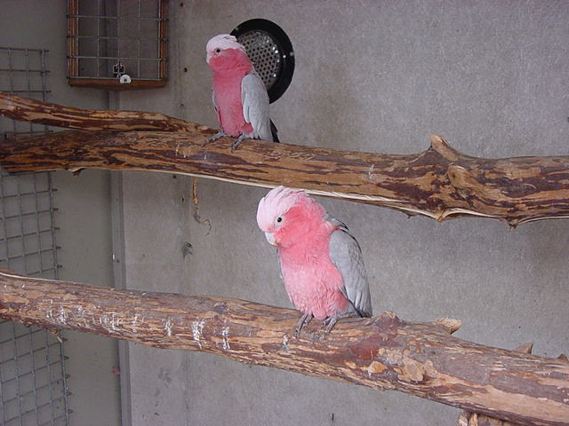 Eolophus Roseicapillus Roseicapillus (Rose kaketoe)